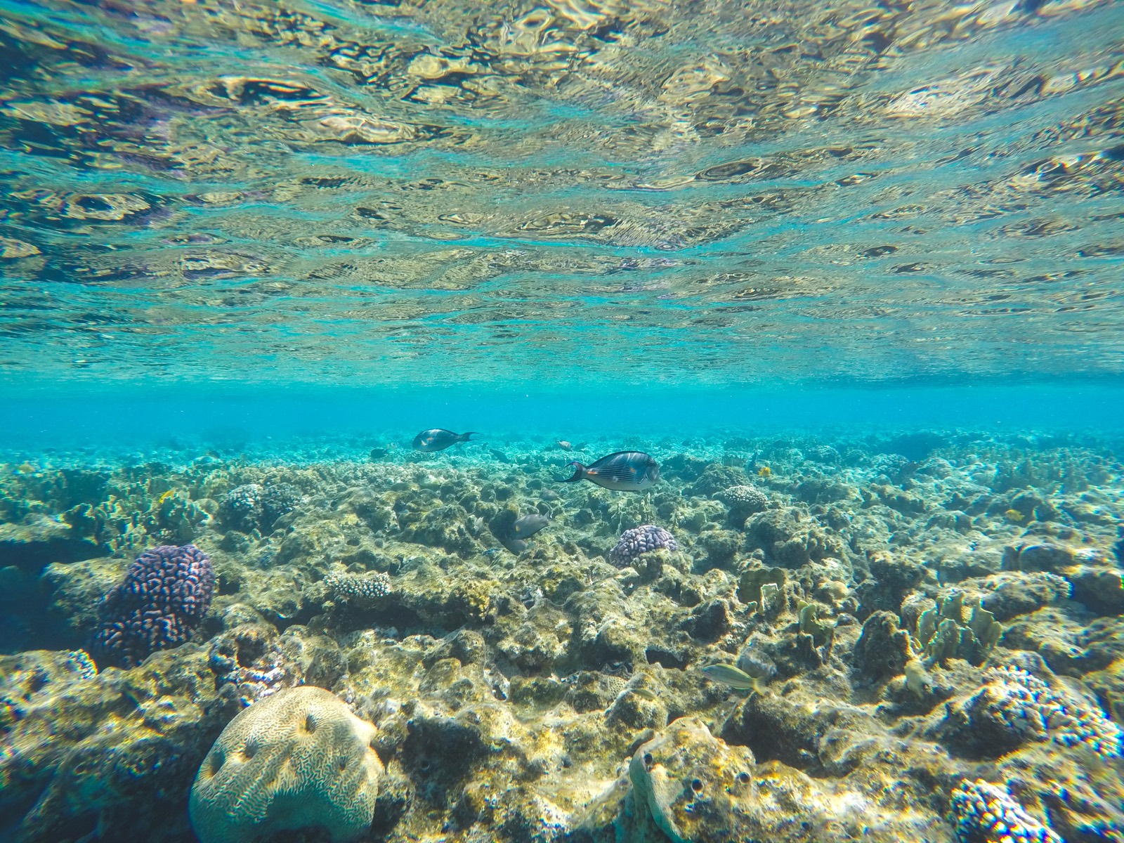 Coral reef and fish in clear Red Sea water
